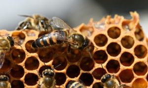 cara-budidaya-lebah-madu-lengkap-dari-awal-hingga-panen-750x375-1