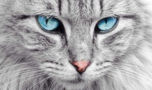 cara-merawat-kucing-agar-bulunya-tetap-indah-750x375