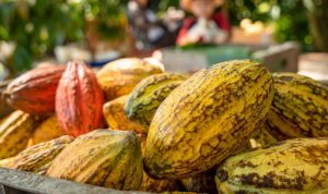 kebun-kakao_sJ36h8jp1a-750x422