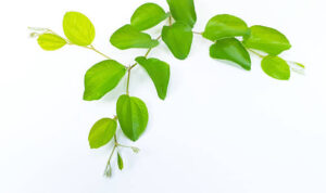 istockphoto-2221814933-612x612